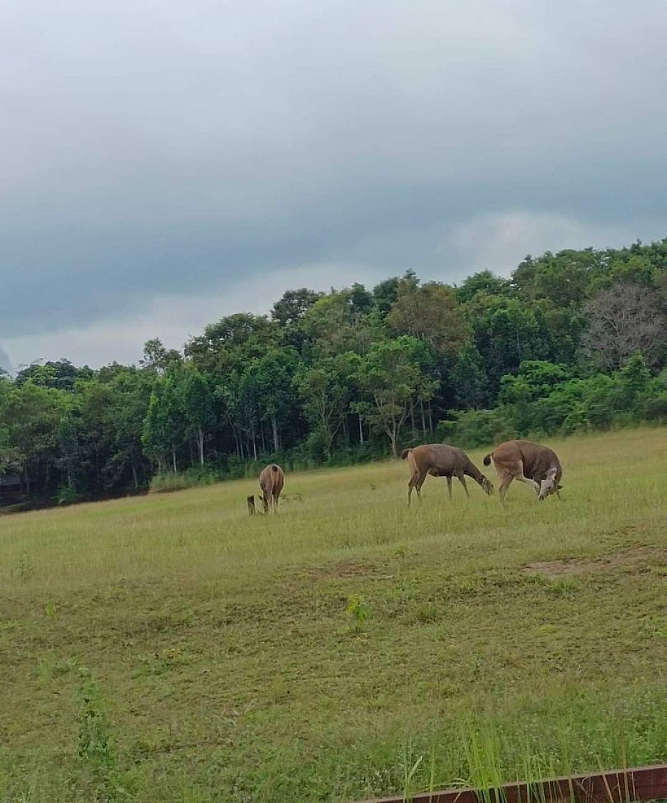 บริการรถเช่าพร้อมคนขับ เหมาเที่ยวอุทยานแห่งชาติเขาใหญ่ เที่ยวชมสัตว์ป่า